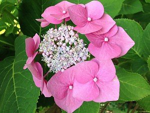 Osterglocken auf einer Wiese