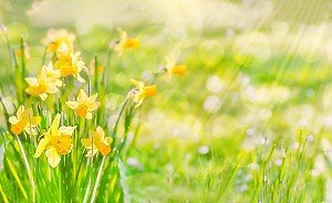 Osterglocken auf einer Wiese